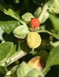 Withania somnifera
